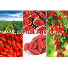 Goji Berry De China, Orgânico Goji FDA Certified, Super Goji Exportador
